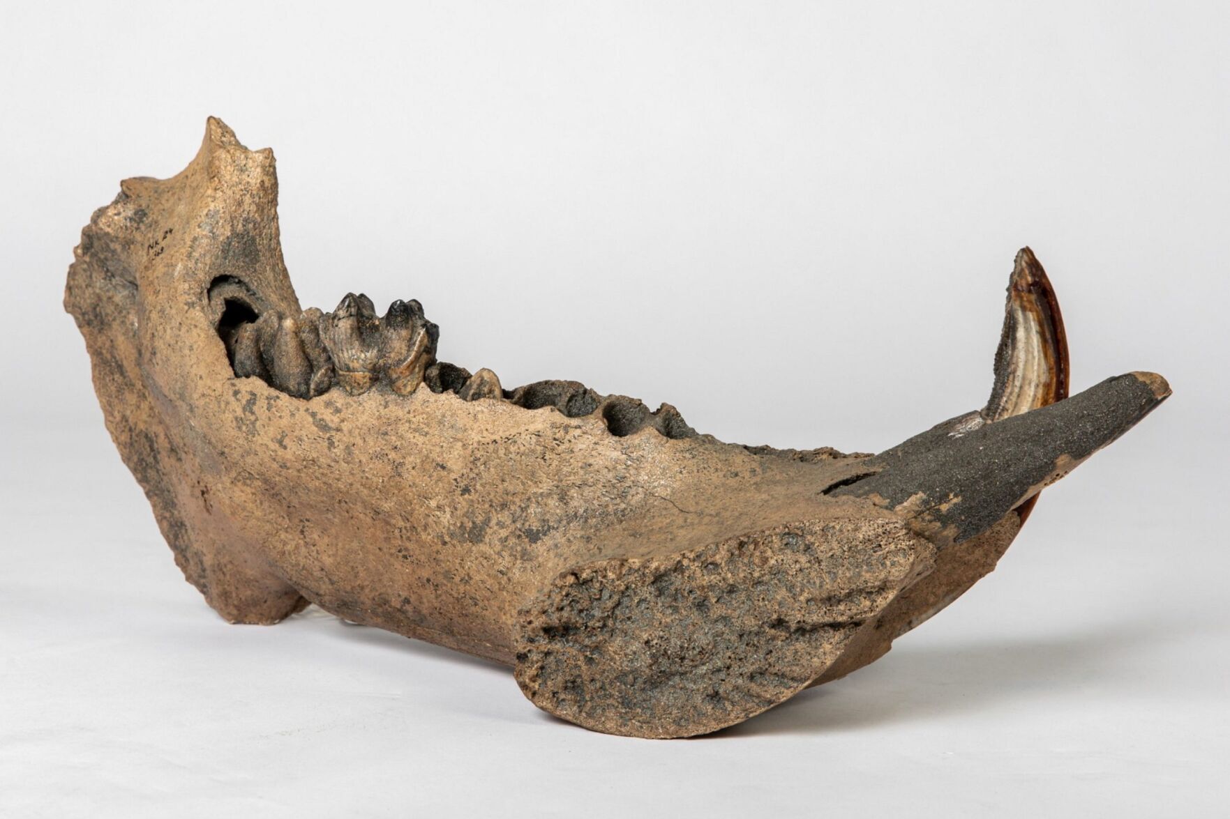 Hippos “lived in Europe alongside mammoths and woolly rhinos during last Ice Age”